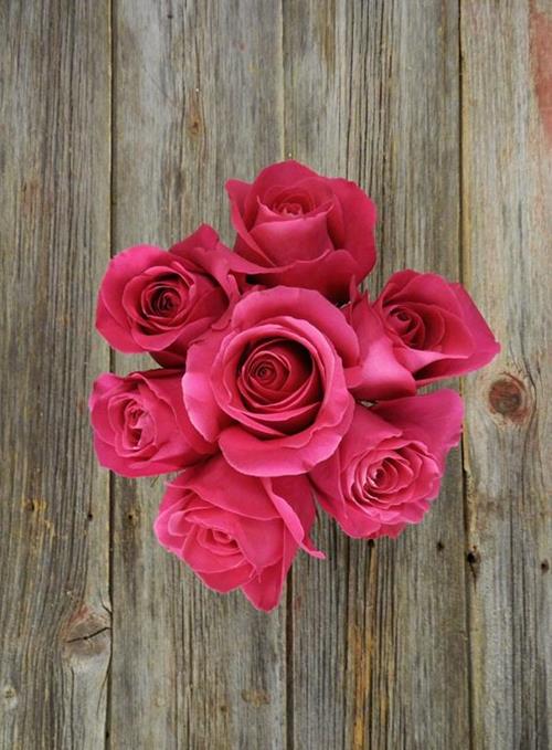 PINK FLOYD  HOT PINK ROSES